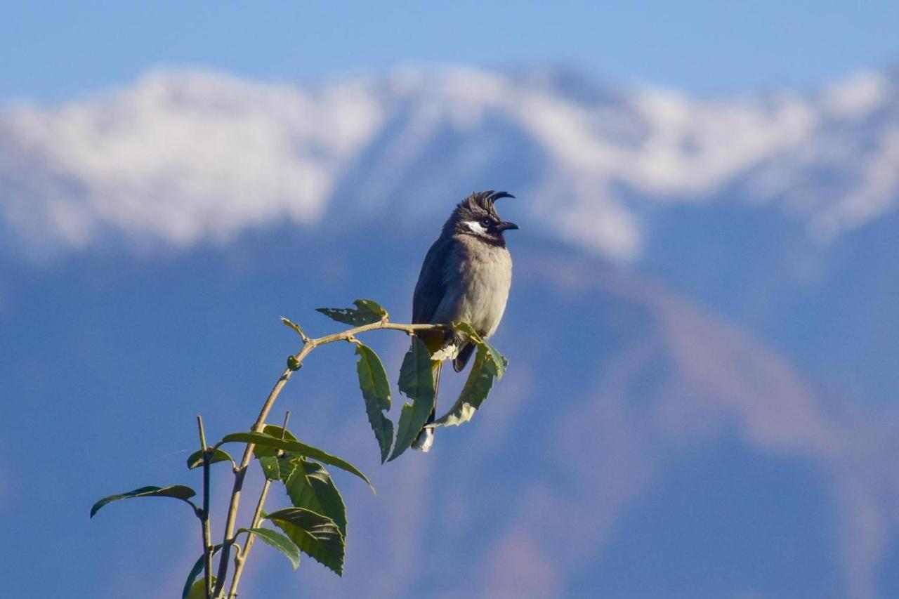 The Tirthan Eagle Nest, Tirthan Valley Jibhi Εξωτερικό φωτογραφία